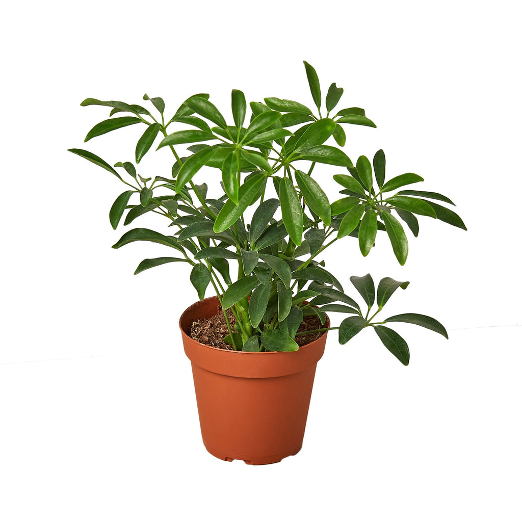 Schefflera Arboricola 'Umbrella' - Holiday Corner