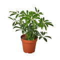 Schefflera Arboricola 'Umbrella' - Holiday Corner