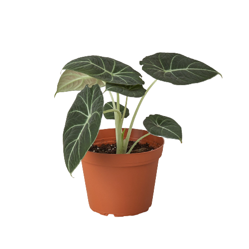 Alocasia Reginula 'Black Velvet' - Holiday Corner