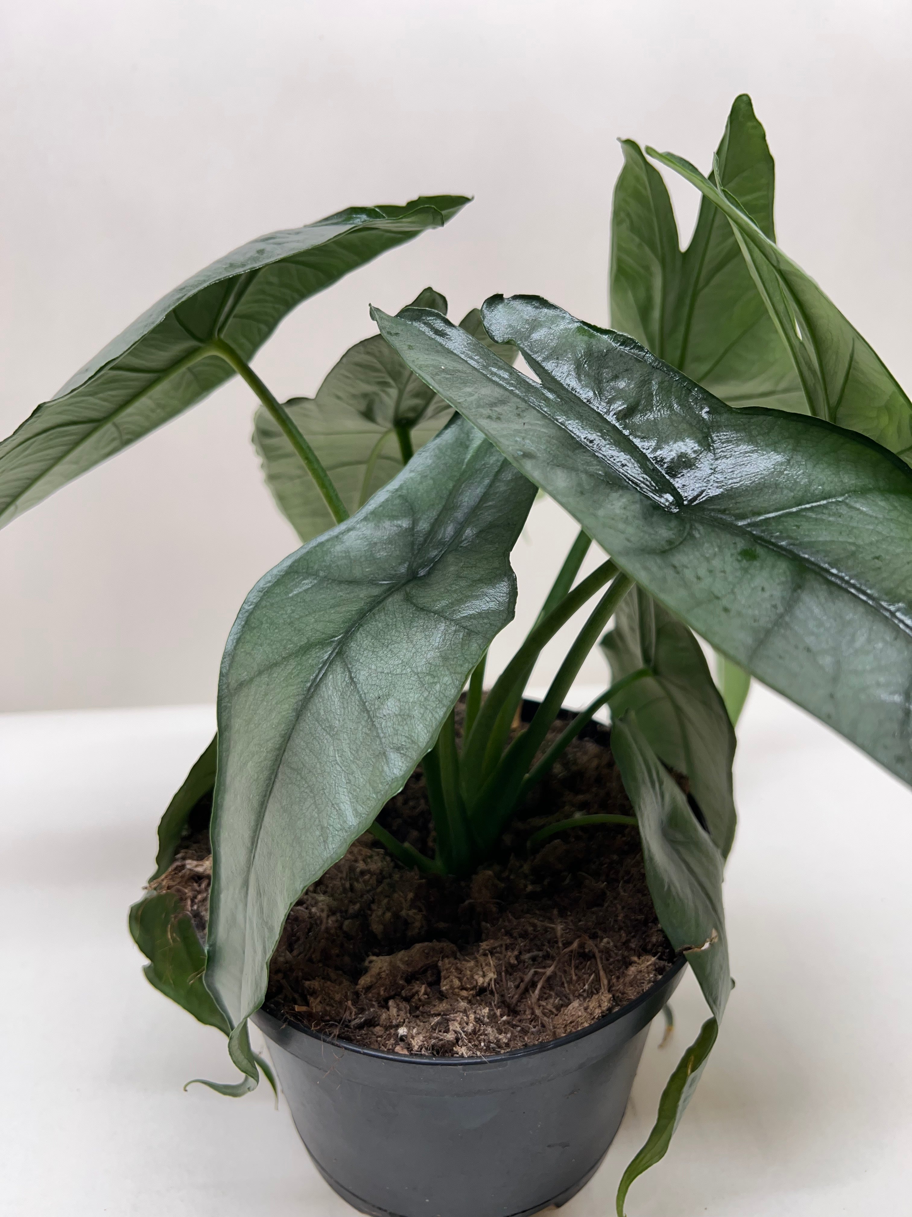 Alocasia 'Dragons Breath' - Holiday Corner