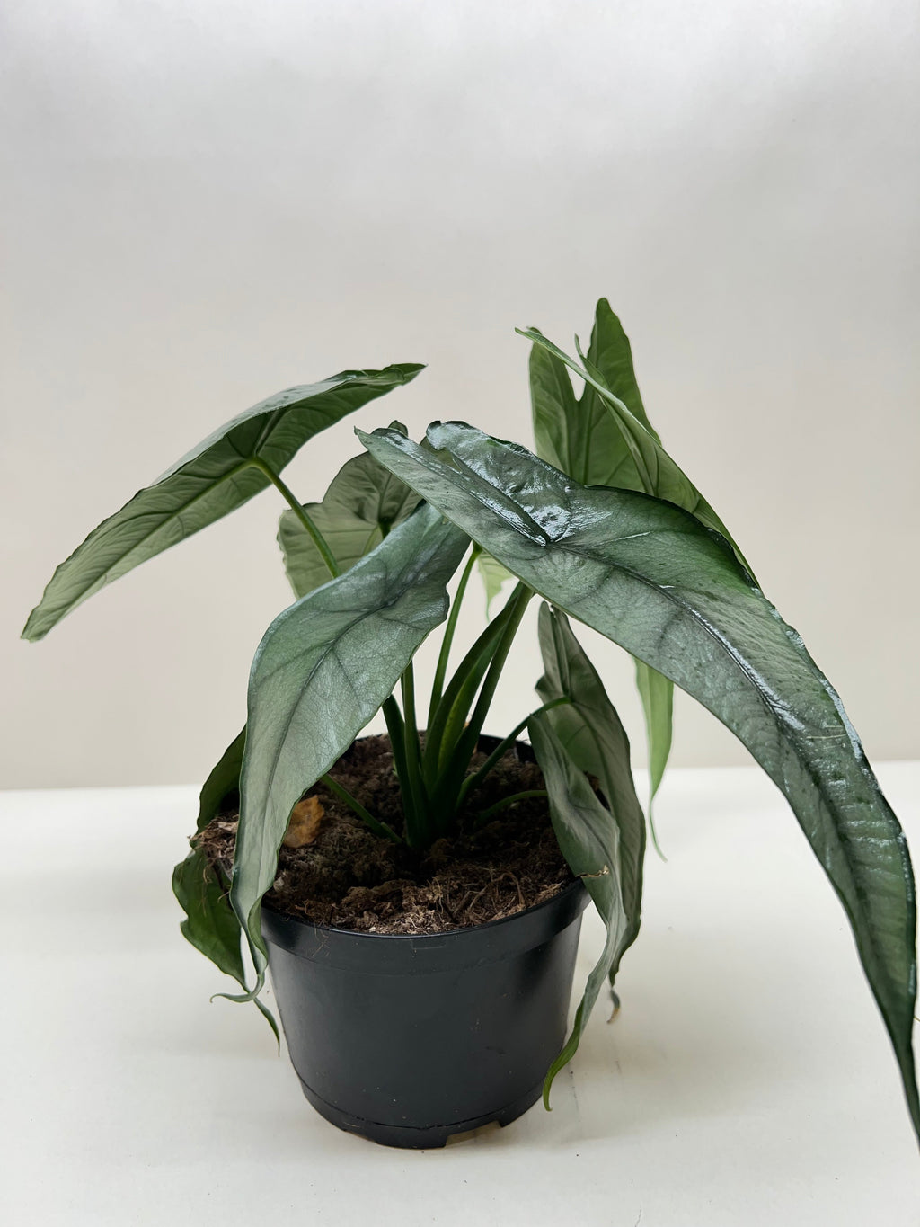 Alocasia 'Dragons Breath' - Holiday Corner
