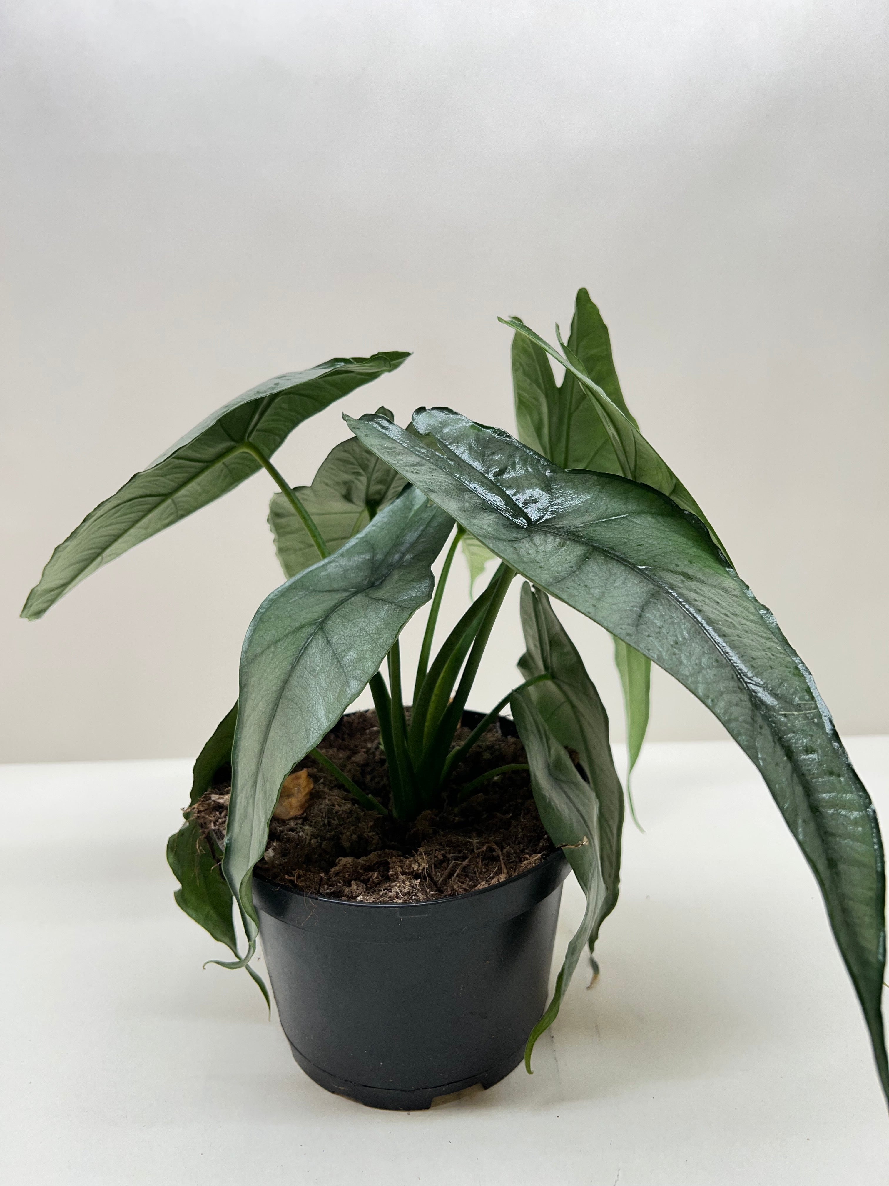 Alocasia 'Dragons Breath' - Holiday Corner