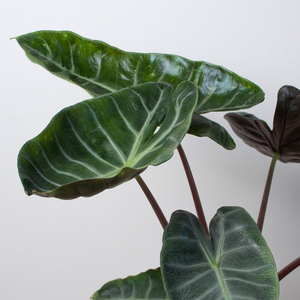 Alocasia 'Ebony' - Holiday Corner