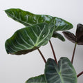 Alocasia 'Ebony' - Holiday Corner