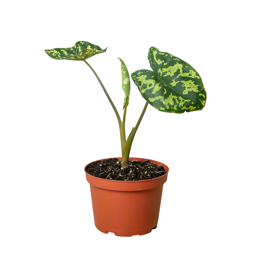 Alocasia 'Hilo Beauty' - Holiday Corner