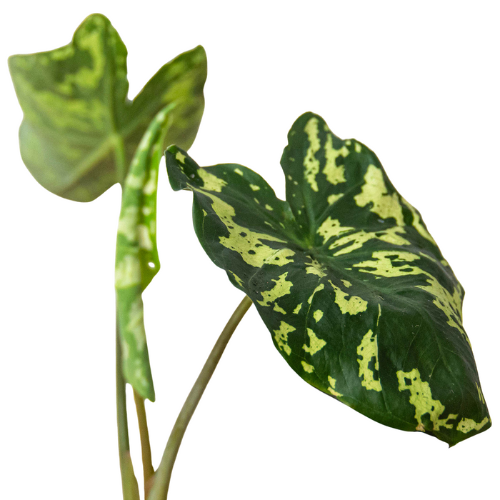 Alocasia 'Hilo Beauty' - Holiday Corner