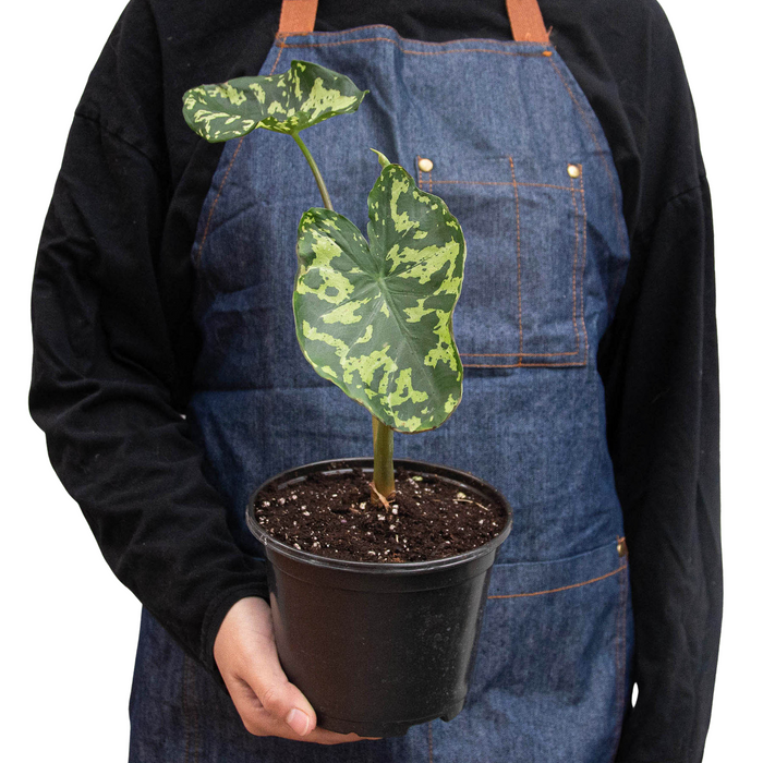 Alocasia 'Hilo Beauty' - Holiday Corner