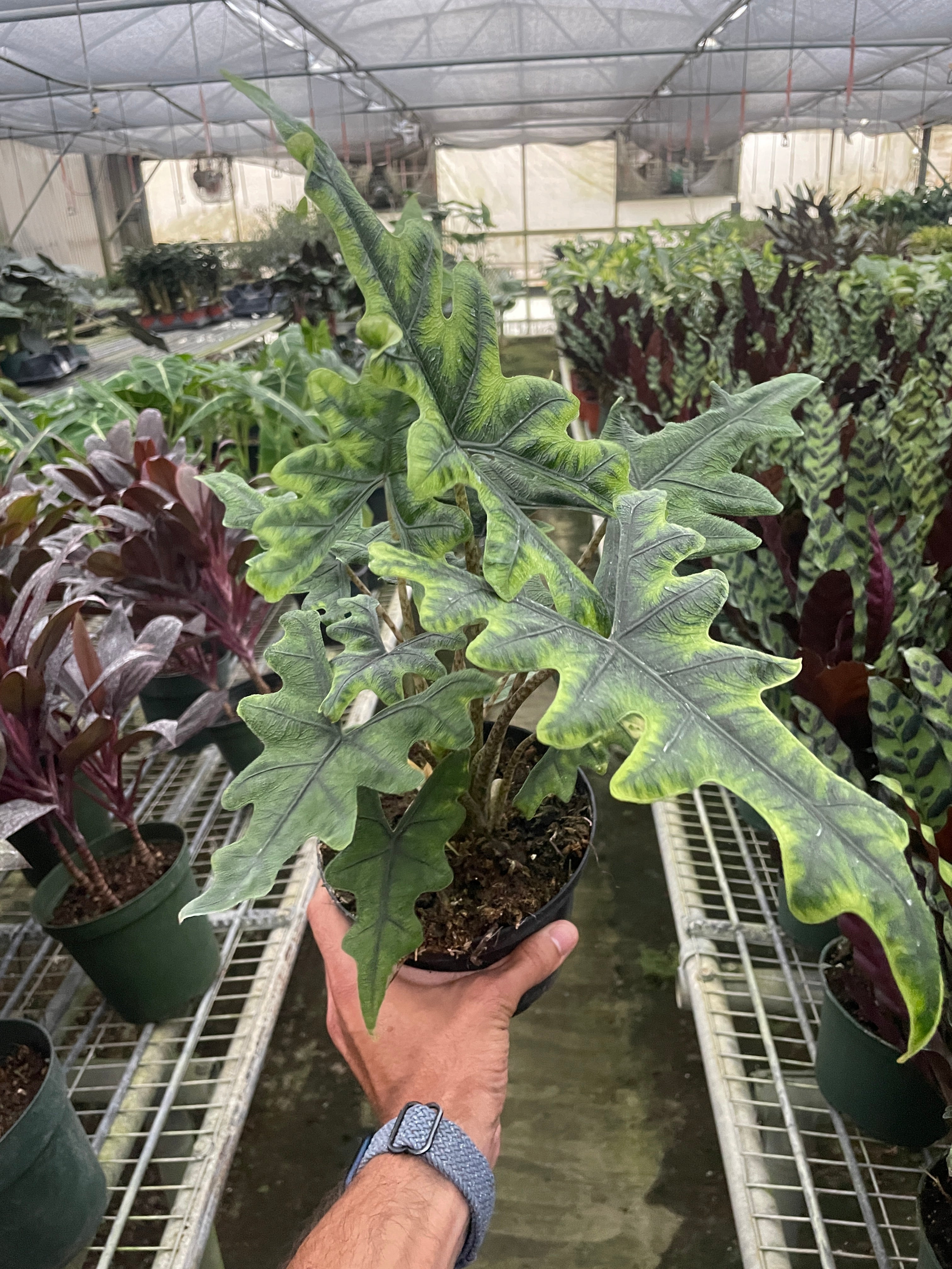 Alocasia 'Jacklyn' - Holiday Corner