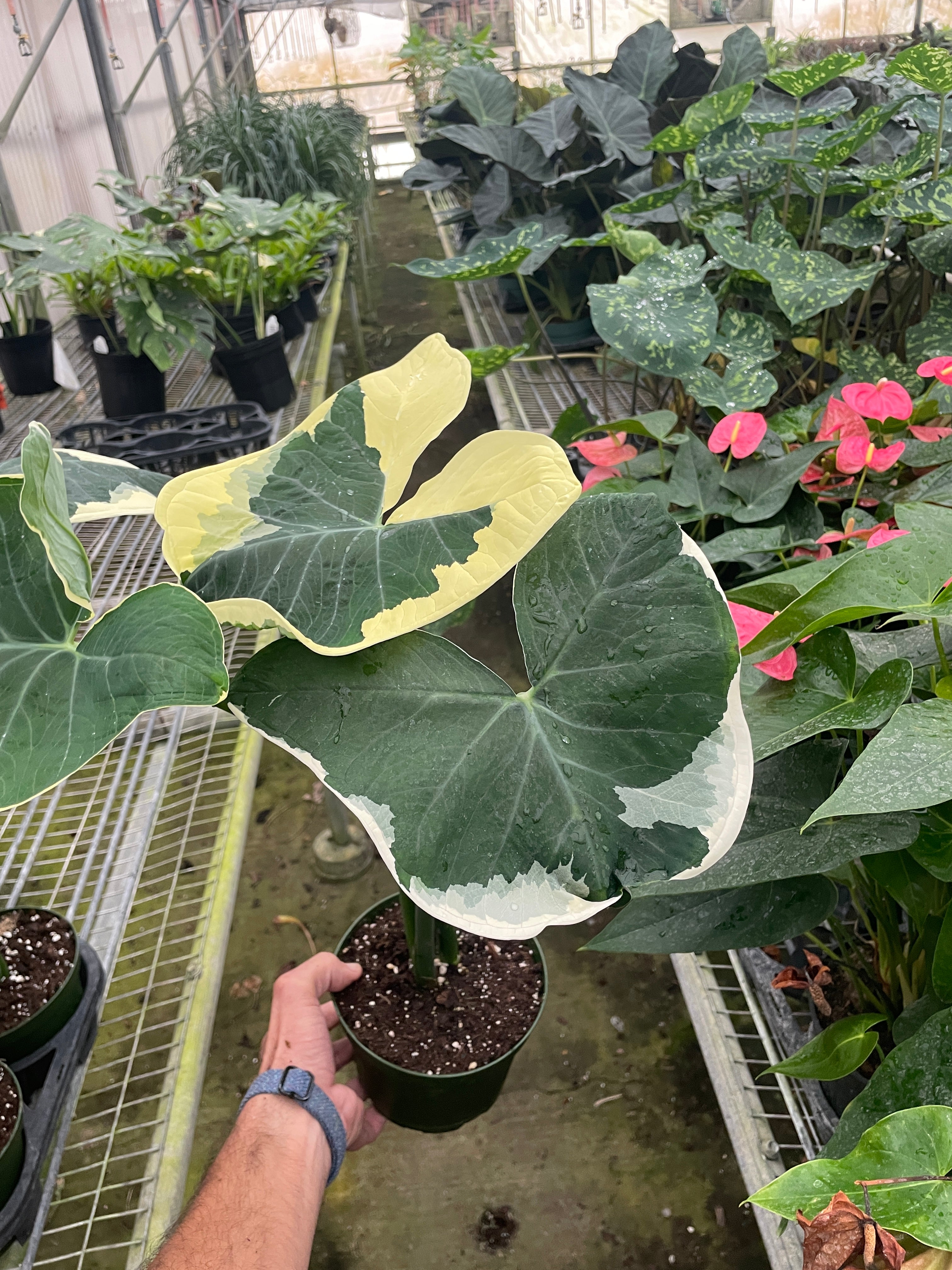 Alocasia 'Mickey Mouse' (Xanthosoma sagittifolium 'Variegatum Monstrosum') - Holiday Corner