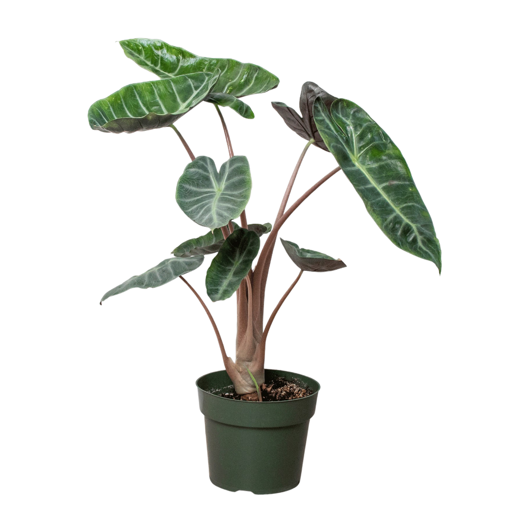 Alocasia Pink Dragon - Holiday Corner