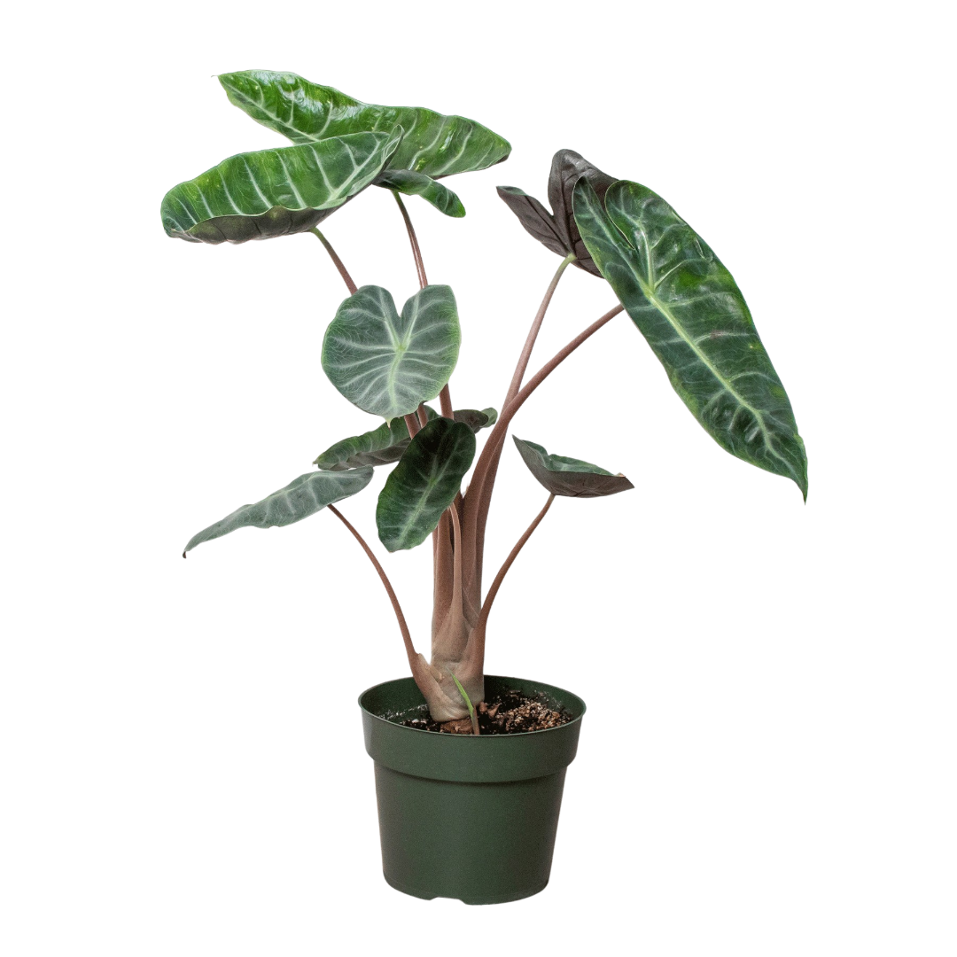 Alocasia Pink Dragon - Holiday Corner