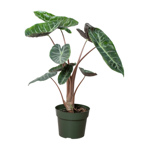 Alocasia Pink Dragon - Holiday Corner