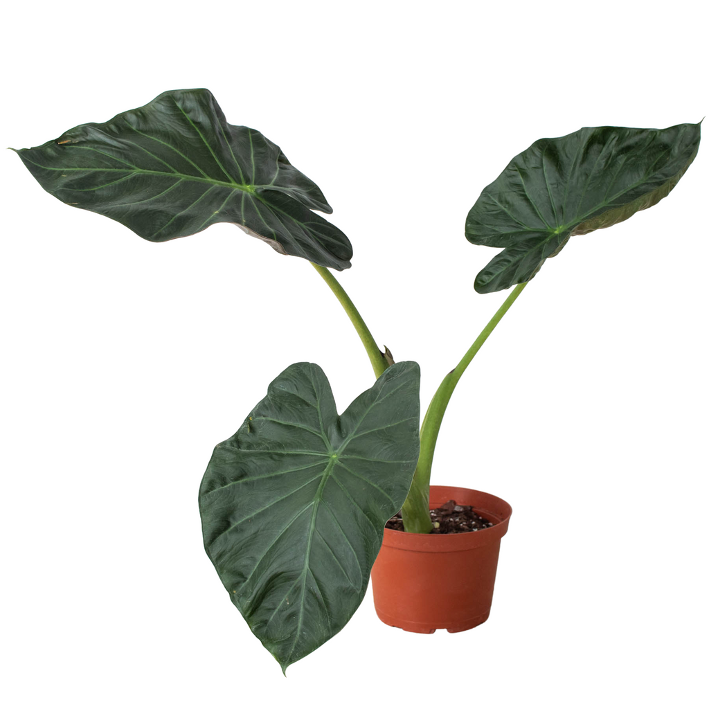 Alocasia 'Regal Shields' - Holiday Corner