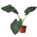 Alocasia 'Regal Shields' - Holiday Corner