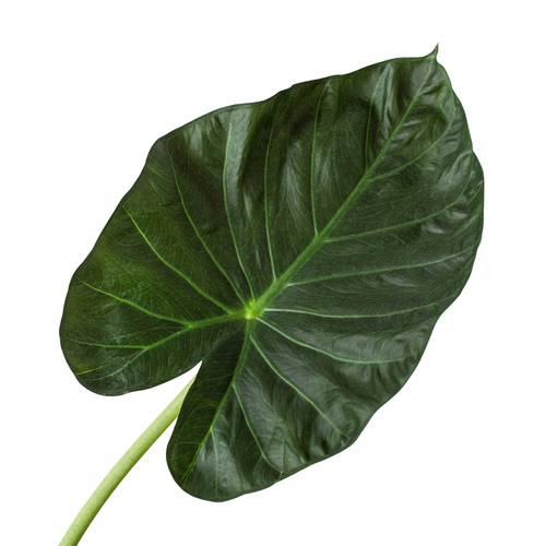 Alocasia 'Regal Shields' - Holiday Corner