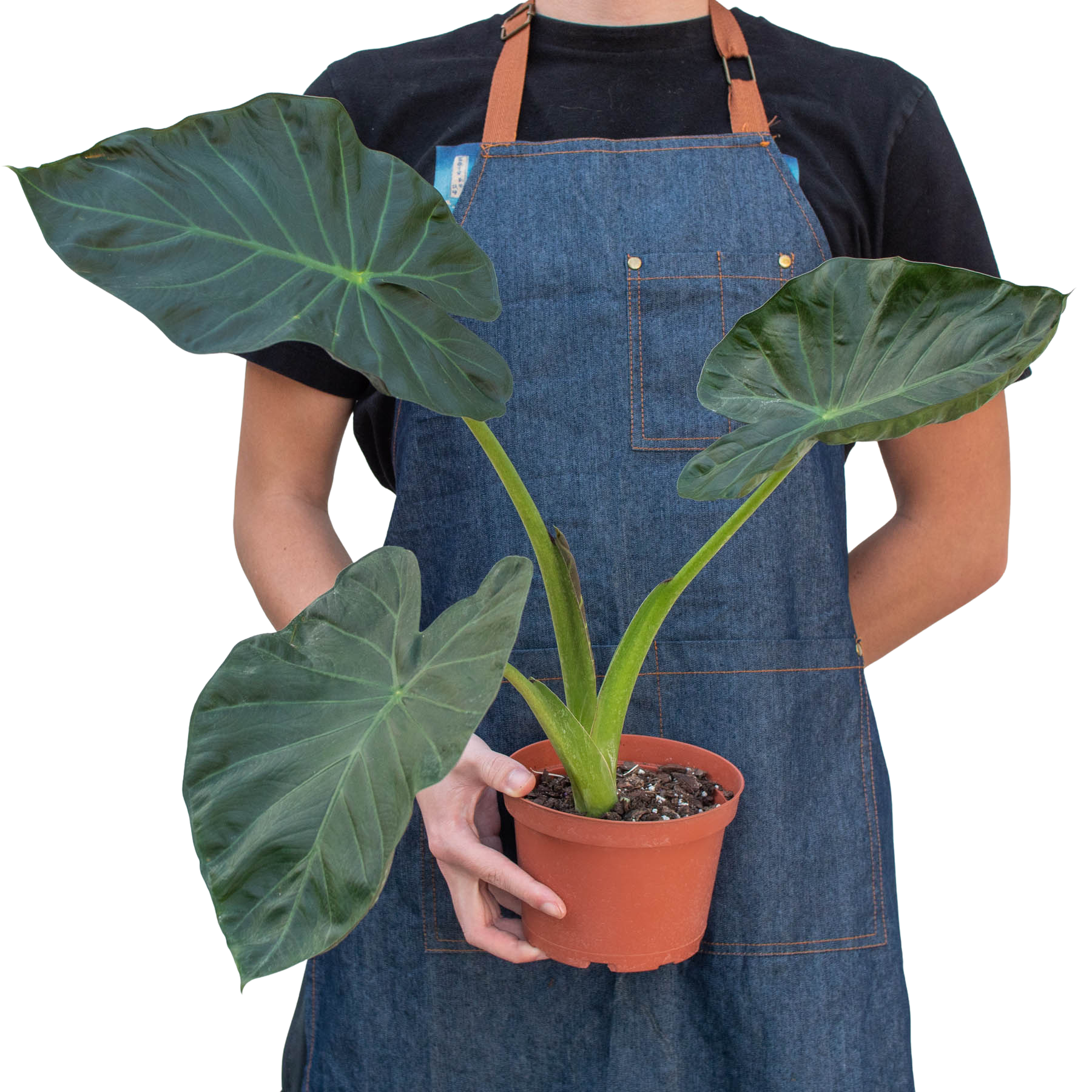 Alocasia 'Regal Shields' - Holiday Corner