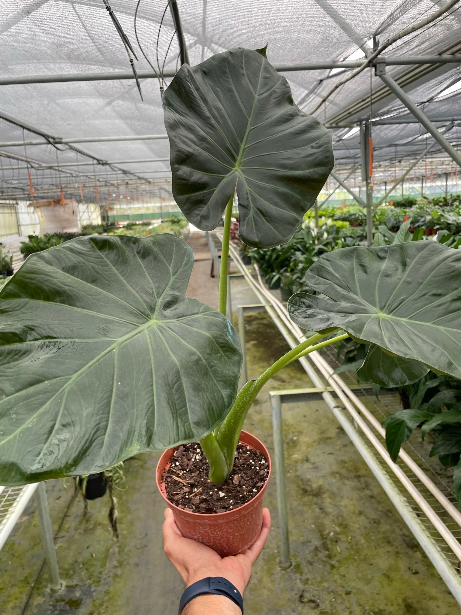 Alocasia 'Regal Shields' - Holiday Corner