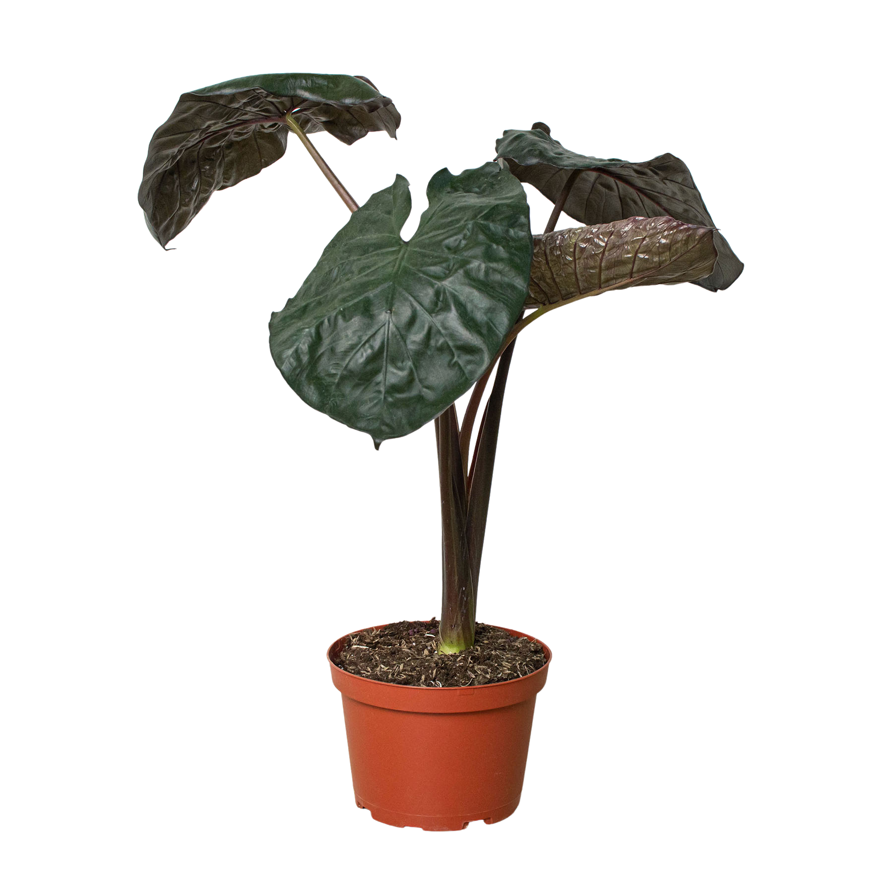 Alocasia 'Serendipity' - Holiday Corner