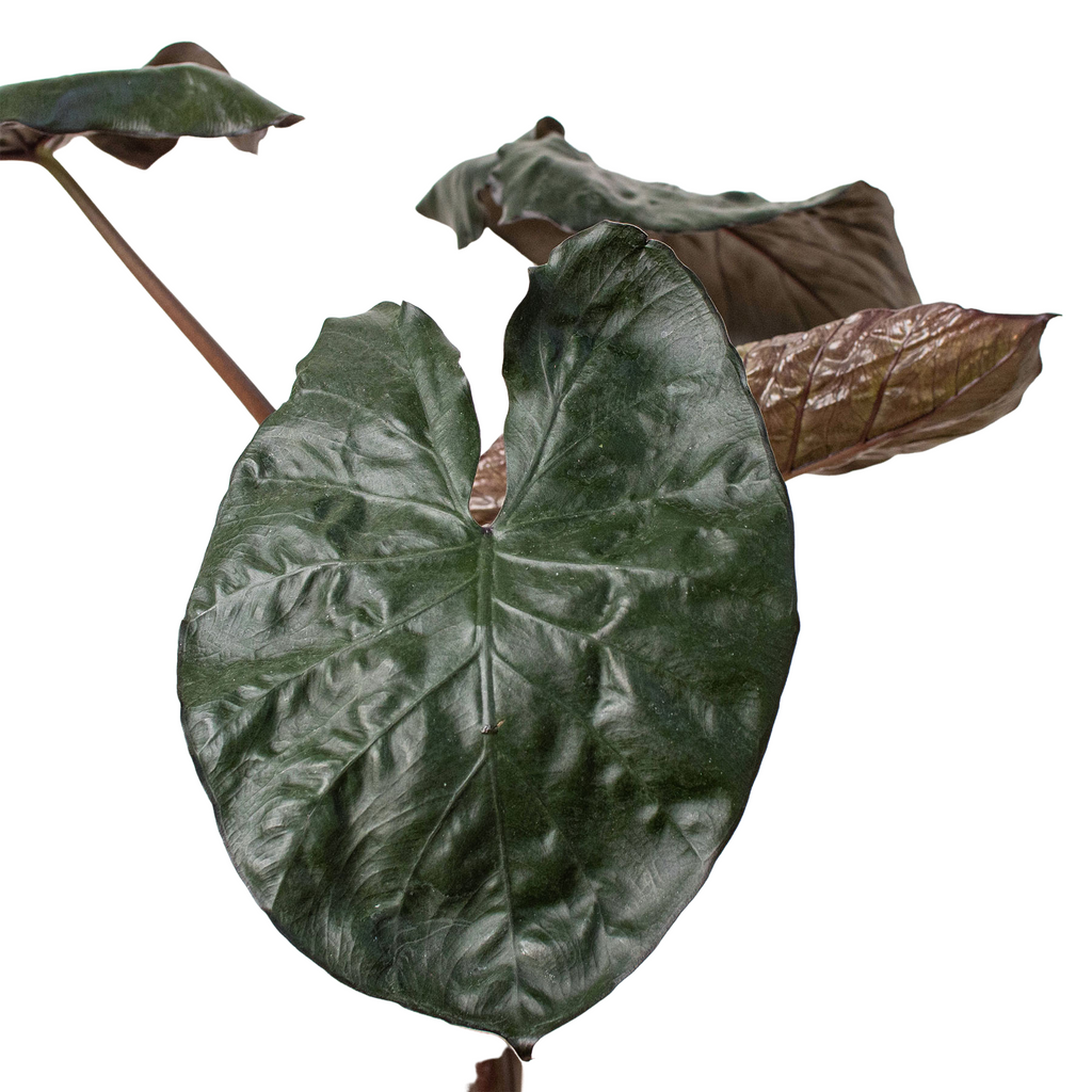 Alocasia 'Serendipity' - Holiday Corner