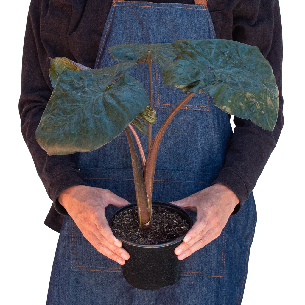Alocasia 'Serendipity' - Holiday Corner