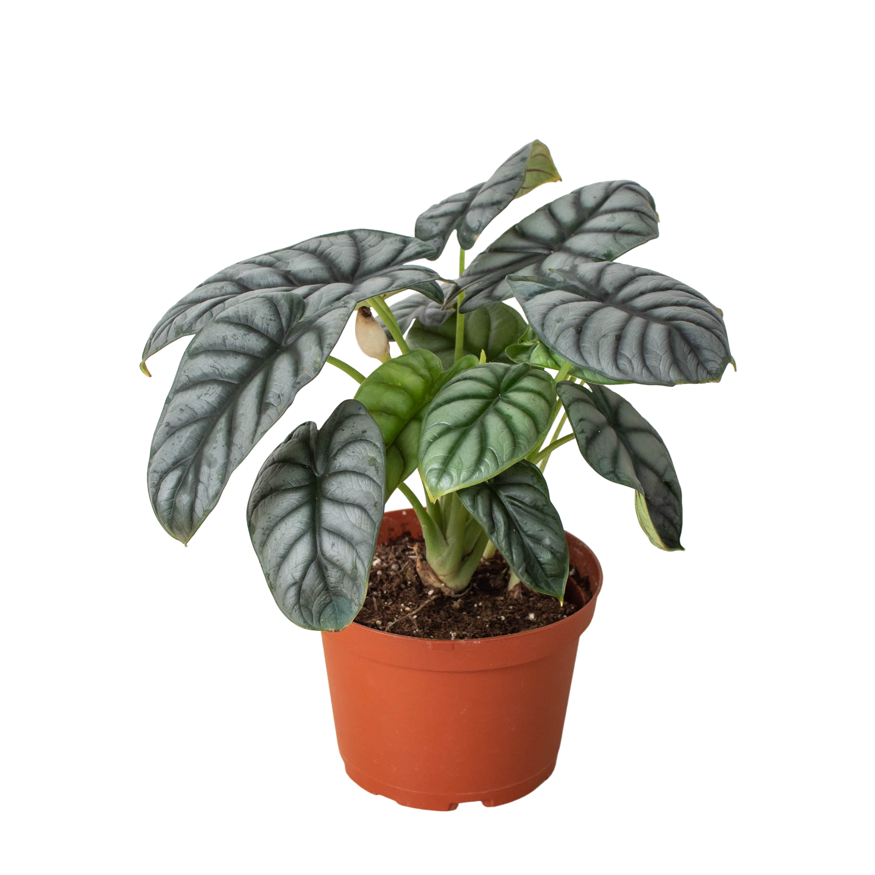 Alocasia Silver Dragon - Holiday Corner