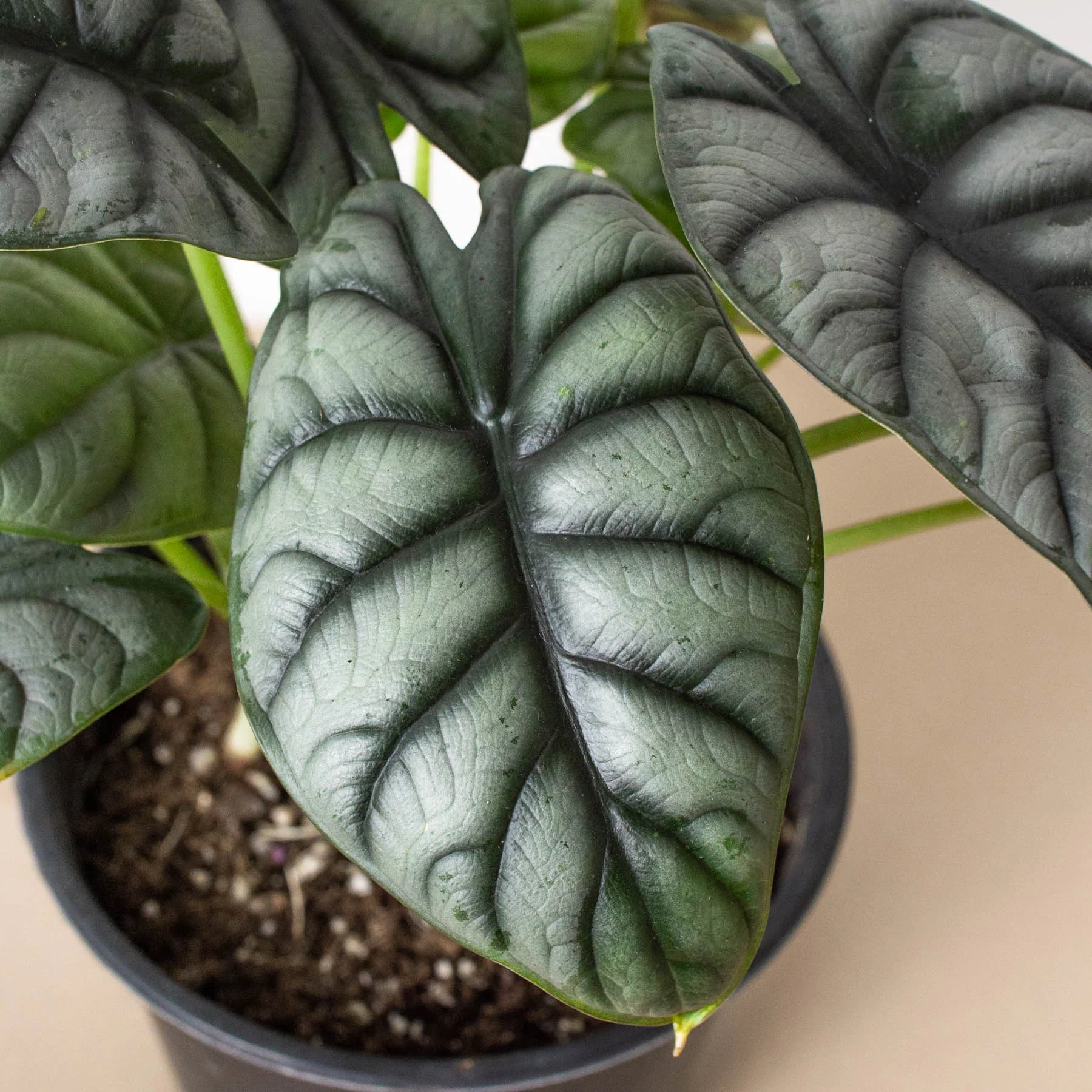 Alocasia Silver Dragon - Holiday Corner