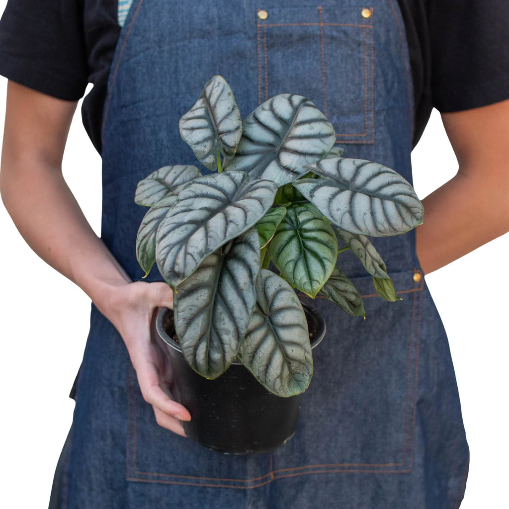 Alocasia Silver Dragon - Holiday Corner