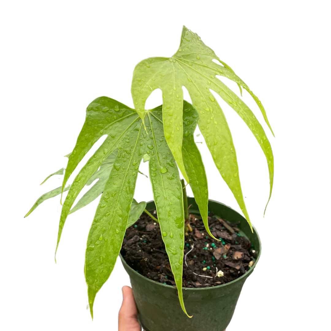 Anthurium Fingers - Holiday Corner