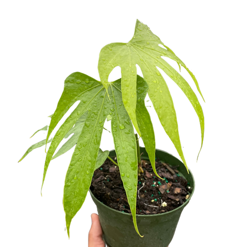 Anthurium Fingers - Holiday Corner