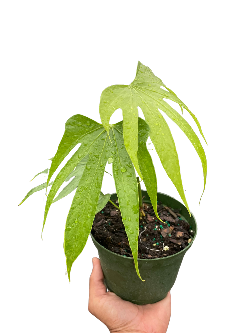 Anthurium Fingers - Holiday Corner
