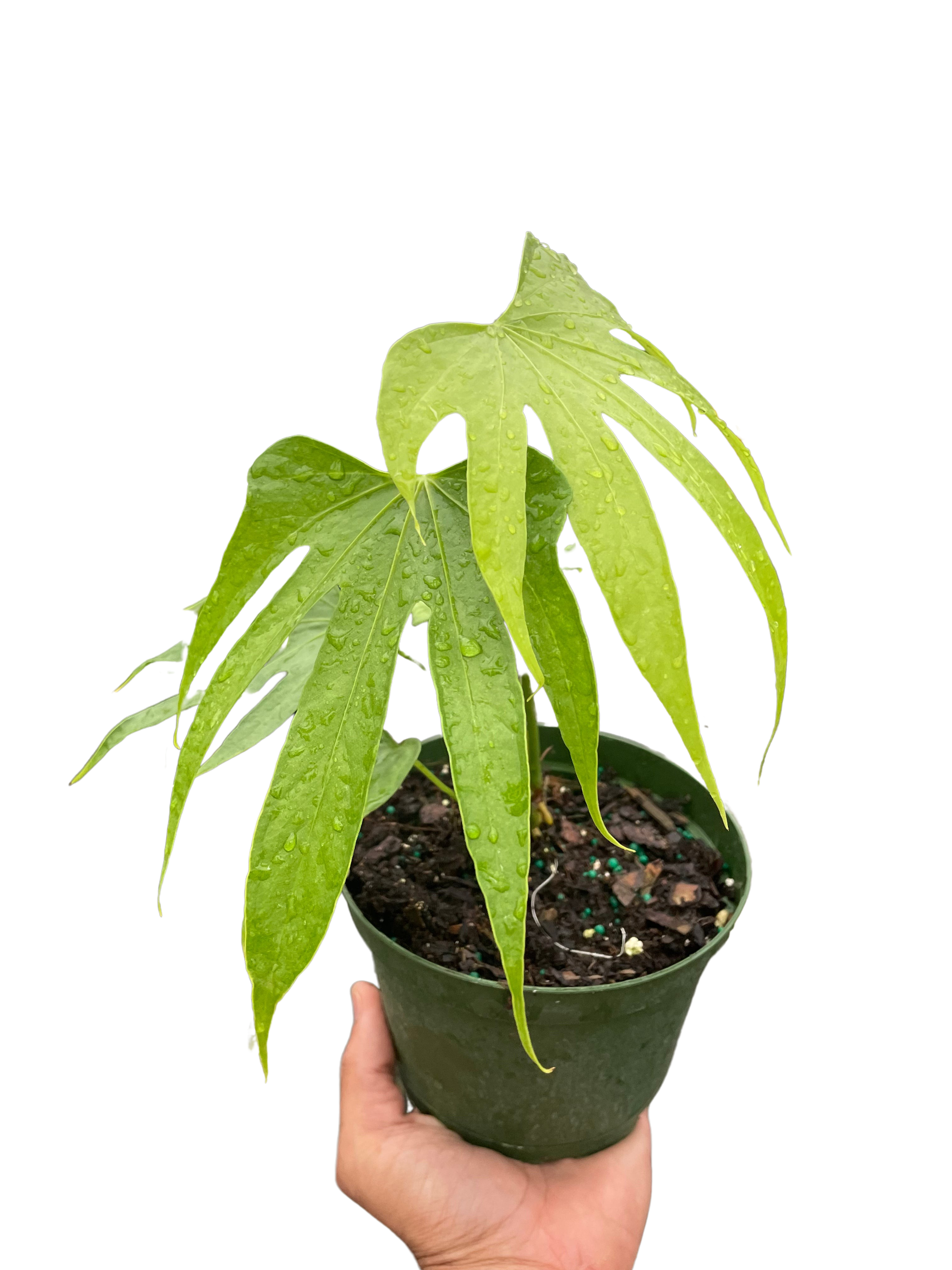 Anthurium Fingers - Holiday Corner