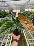 Anthurium 'Radicans x Luxurians' - Holiday Corner