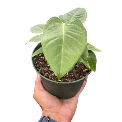 Anthurium 'Veitchii' - Holiday Corner