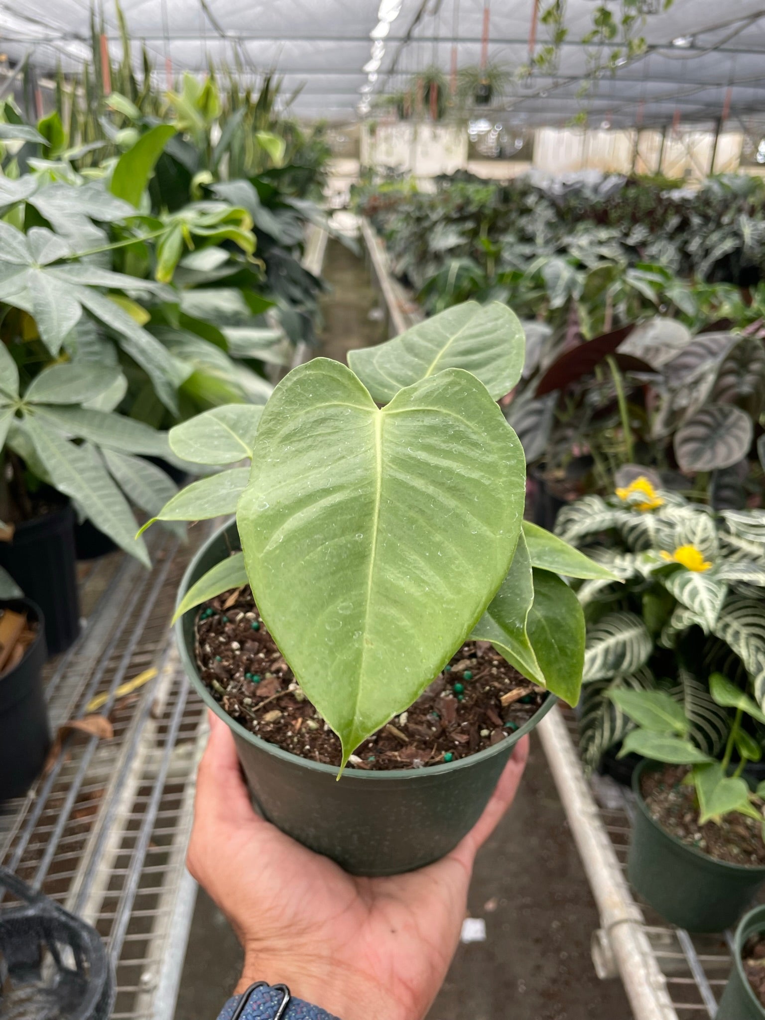 Anthurium 'Veitchii' - Holiday Corner