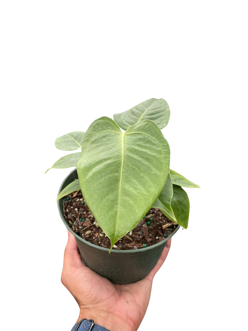Anthurium 'Veitchii' - Holiday Corner