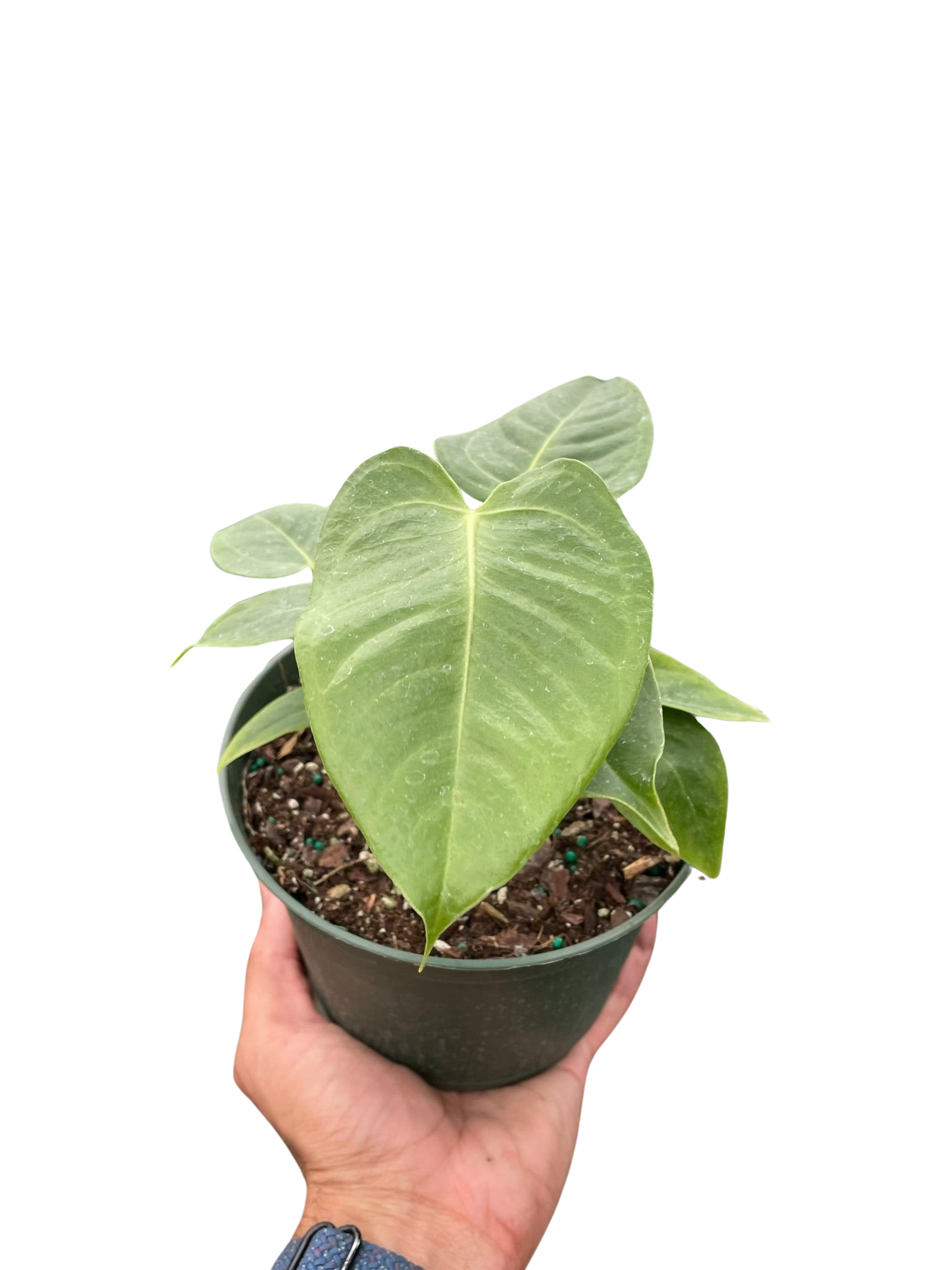 Anthurium 'Veitchii' - Holiday Corner