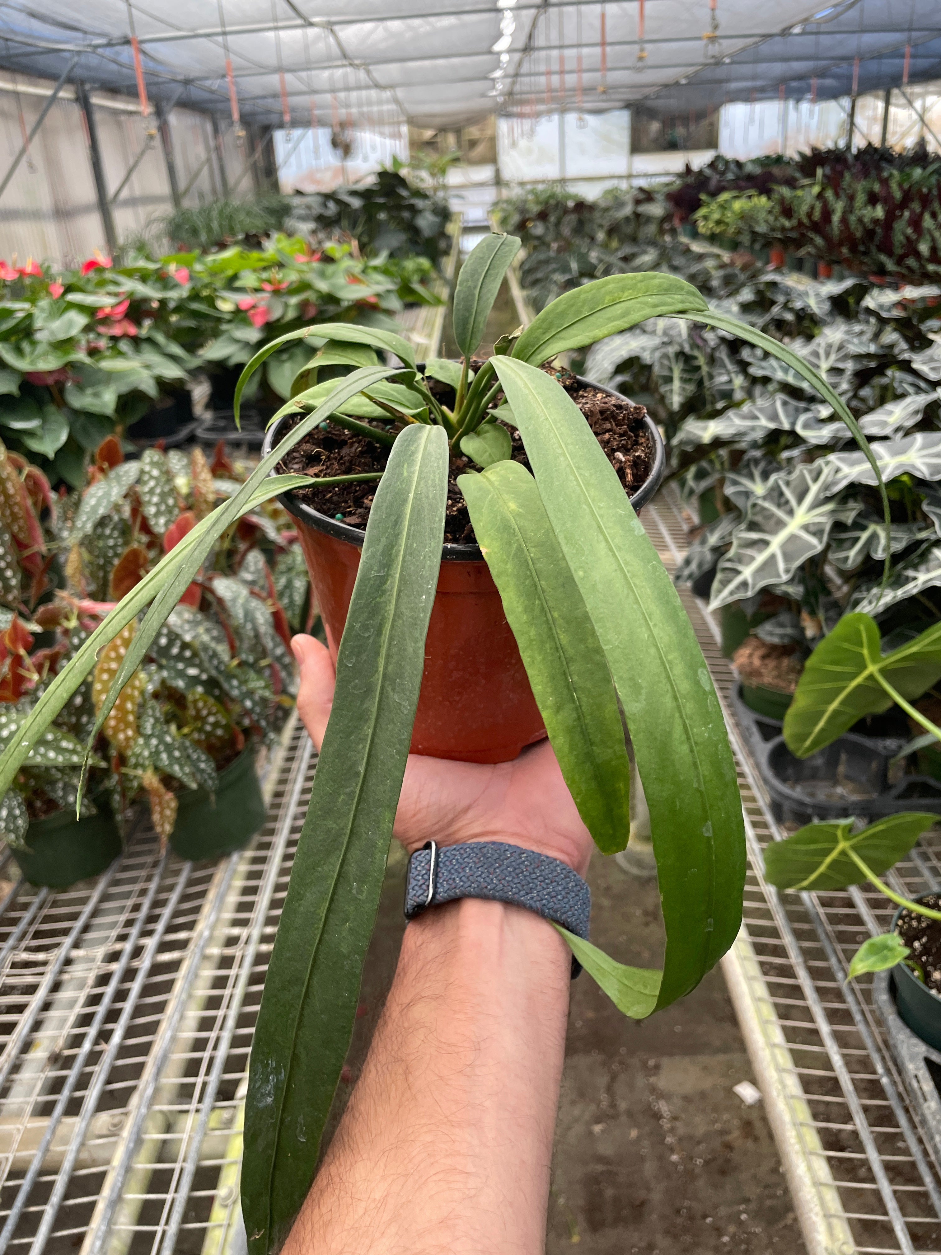 Anthurium 'Vittarifolium' - Holiday Corner