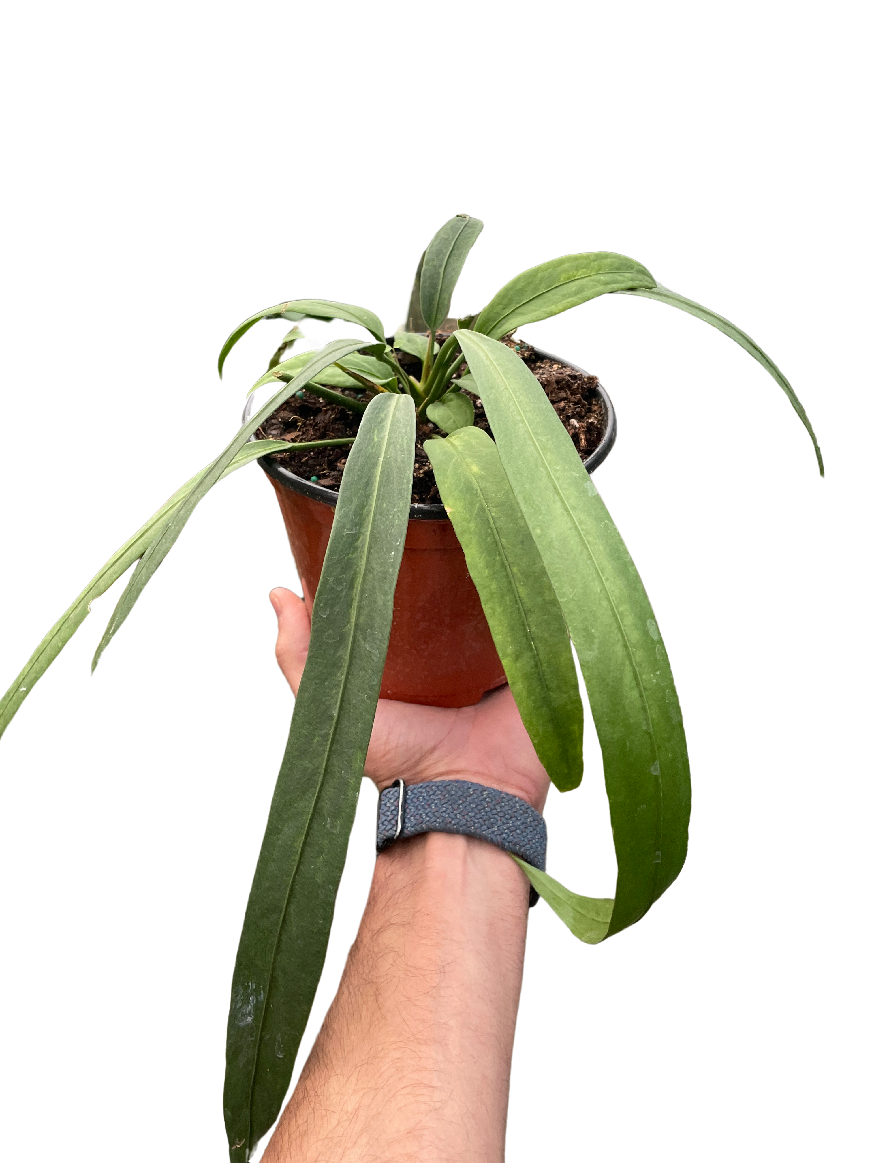 Anthurium 'Vittarifolium' - Holiday Corner