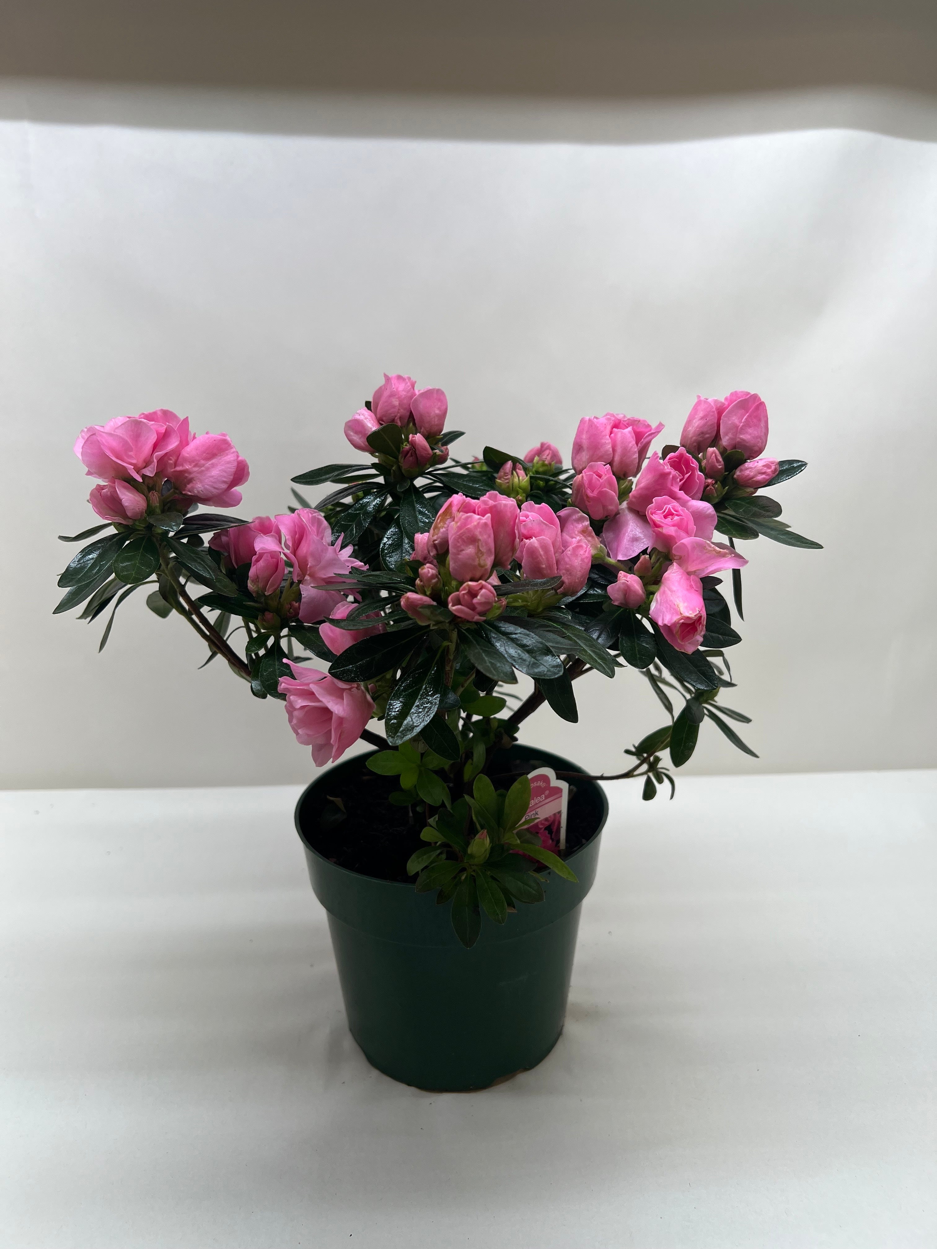 Azalea (Rhododendron) - Holiday Corner