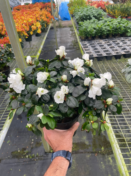 Azalea (Rhododendron) - Holiday Corner