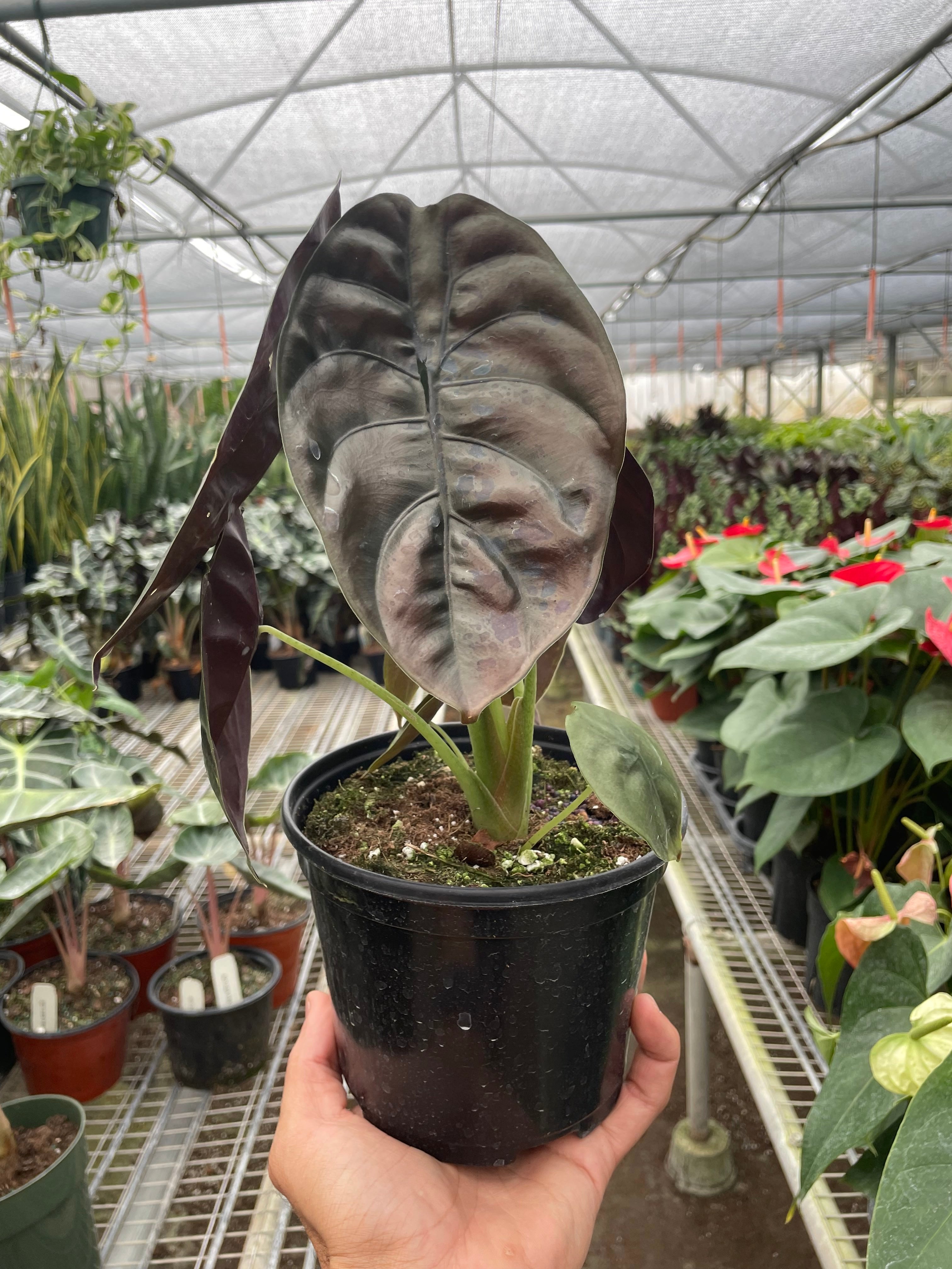 Alocasia 'Red Secret' - Holiday Corner