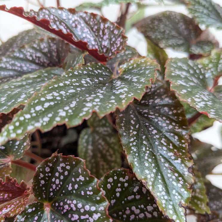 Begonia 'Corallina' - Holiday Corner