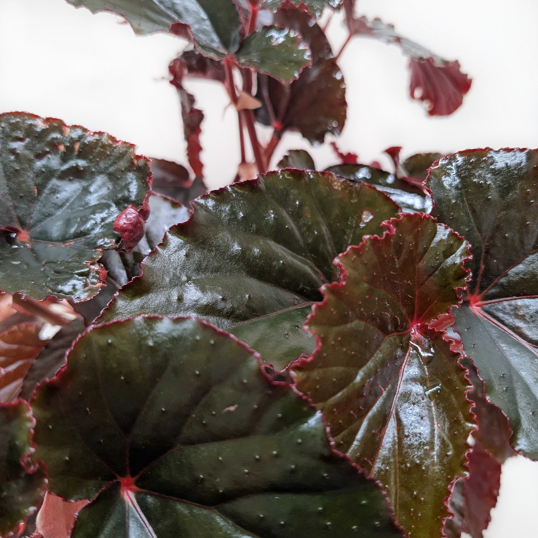 Begonia 'Black Magic' - Holiday Corner