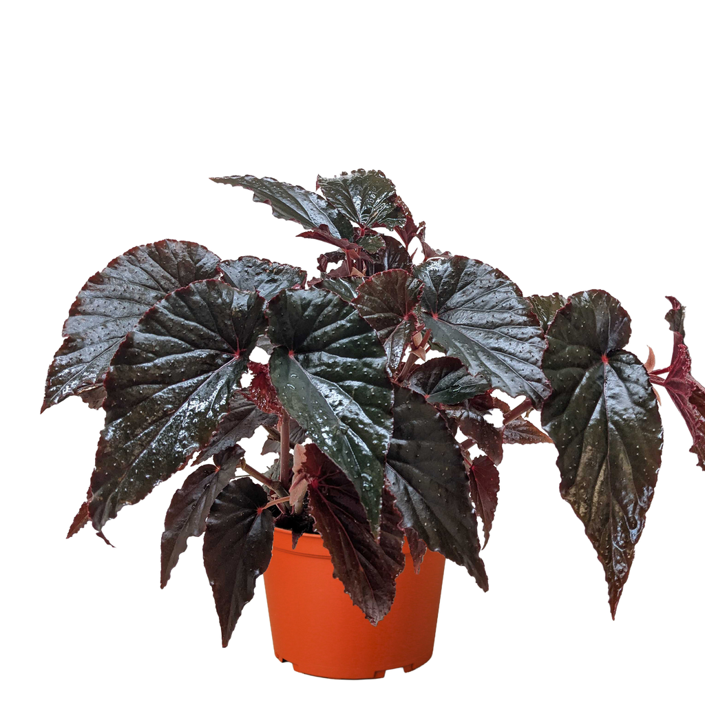 Begonia 'Black Magic' - Holiday Corner