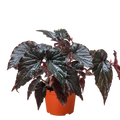 Begonia 'Black Magic' - Holiday Corner