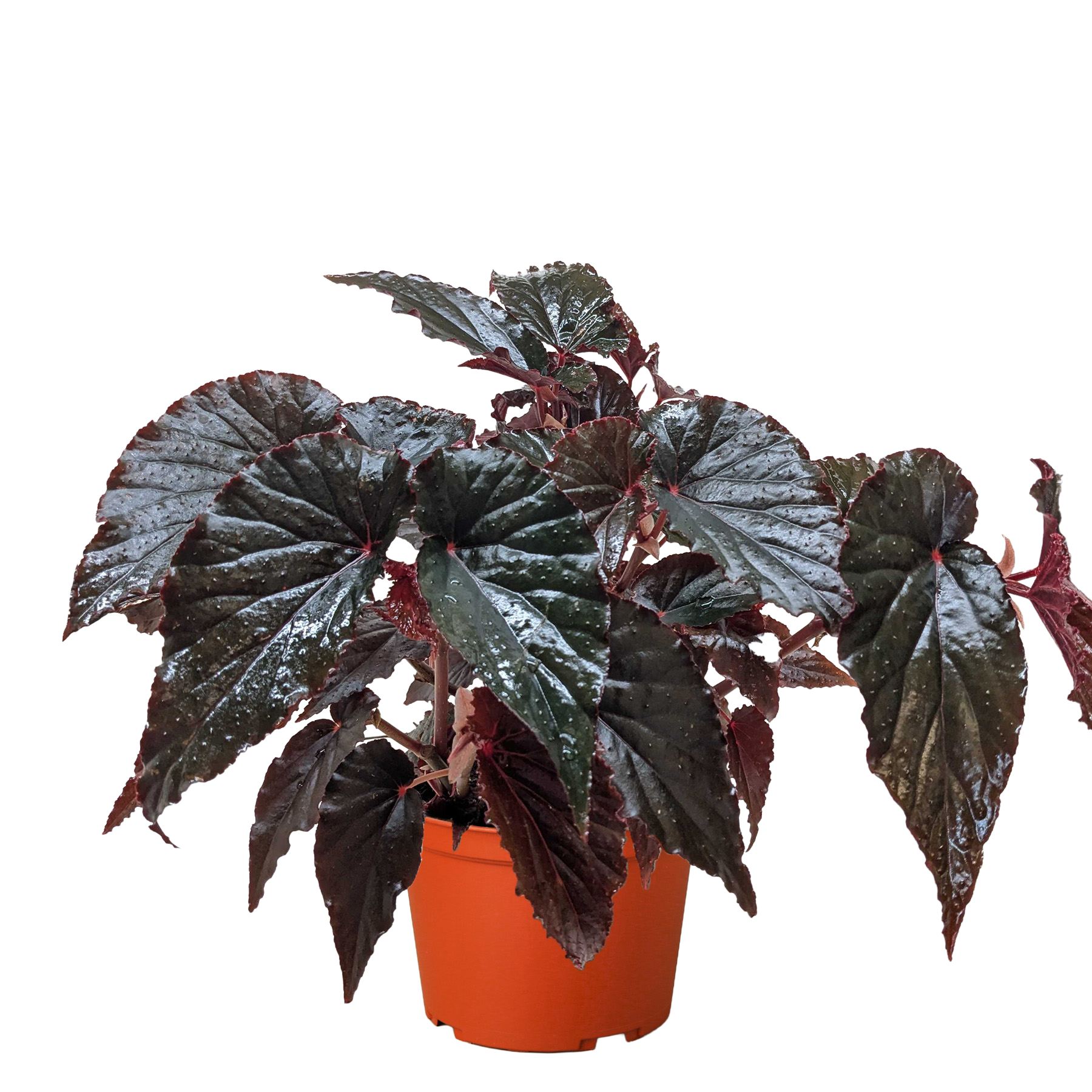 Begonia 'Black Magic' - Holiday Corner