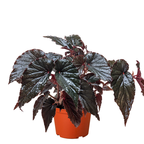 Begonia 'Black Magic' - Holiday Corner