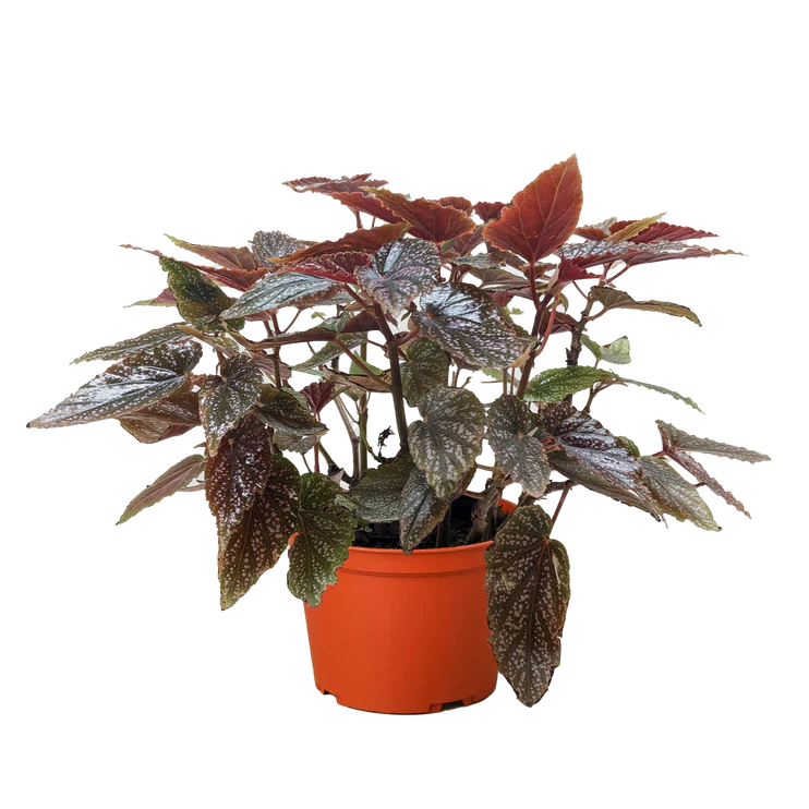 Begonia 'Corallina' - Holiday Corner