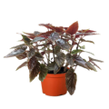 Begonia 'Corallina' - Holiday Corner