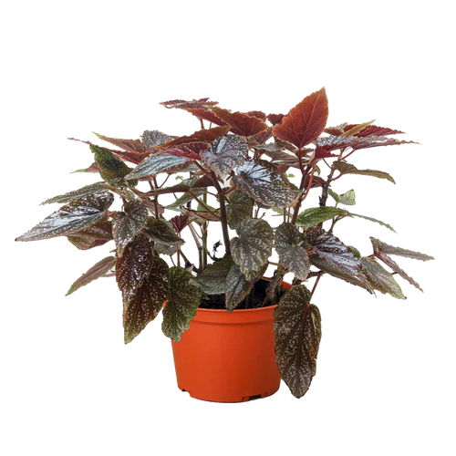 Begonia 'Corallina' - Holiday Corner